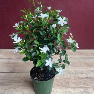 Asian Snow Jasmine Live Plant in 6