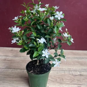 Asian Snow Jasmine Live Plant in 6