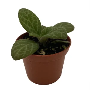 Asian Violet Primulina Live Plant - 2.5