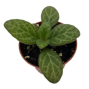 Asian Violet Primulina Live Plant - 2.5
