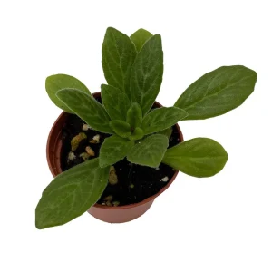 Asian Violet Primulina Live Plant - Easy Care Houseplant - 2.5 inch Pot - Image 2