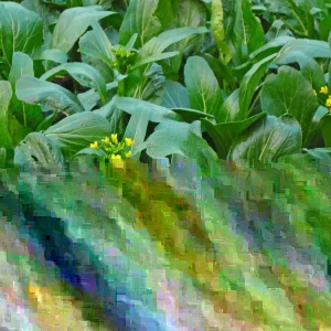 Asian Yu Choy Seeds - Chinese Flowering Cabbage (Choi Sum) Vegetable - Fresh Season - Image 1