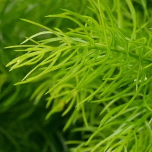 Asparagus Fern Live Plant - Sprengeri - 4 inch Pot - Indoor/Outdoor Houseplant - Image 2