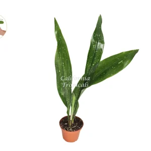 Aspidistra Elatior 'Milky Way' Live Plant – 2 inch Pot – Indoor - Image 1