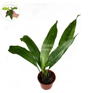 Aspidistra Elatior 'Milky Way' Live Plant – 4 inch Pot – Speckled Cast Iron Plant - Image 2