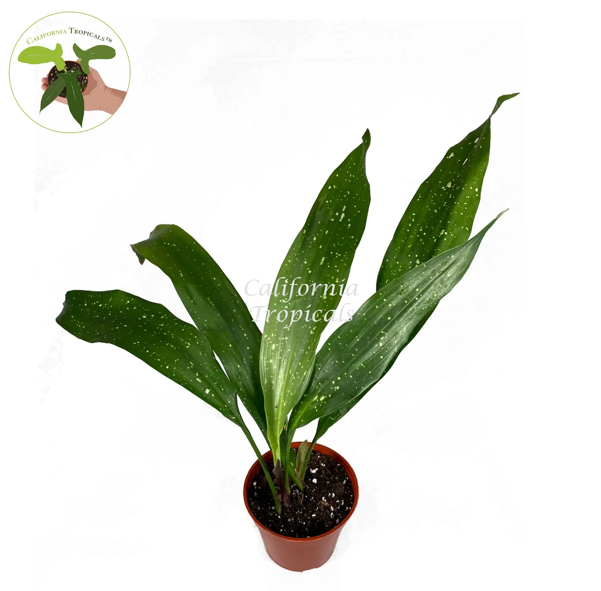 Aspidistra Elatior 'Milky Way' Live Plant – 4 inch Pot – Speckled Cast Iron Plant - Image 2