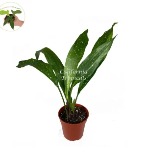 Aspidistra Elatior 'Milky Way' Live Plant – 4 inch Pot – Speckled Cast Iron Plant - Image 1
