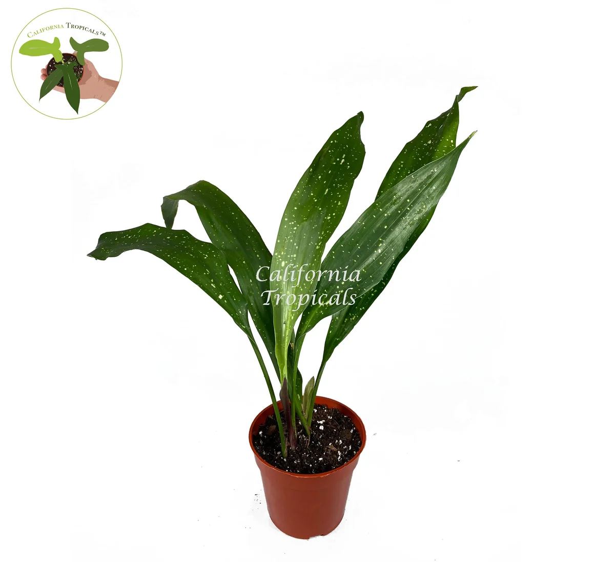 Aspidistra Elatior 'Milky Way' Live Plant – 4 inch Pot – Speckled Cast Iron Plant - Image 1