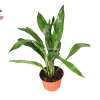 Aspidistra Elatior 'Milky Way' Live Plant – Cast Iron Plant – 6 inch Pot – Indoor/Outdoor - Image 1