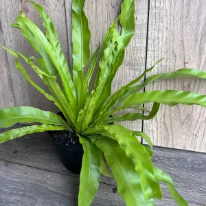 Asplenium Bird Nest Fern Live Plant – 6 inch Pot – Indoor Houseplant - Image 5
