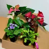 Assorted Indoor Flowering Plant Collection - Set of 4 Live Plants in 4" Pots - Home Decor & Gift Houseplant - Image 1