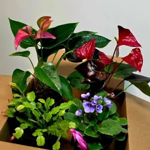 Assorted Indoor Flowering Plant Collection - Set of 4 Live Plants in 4