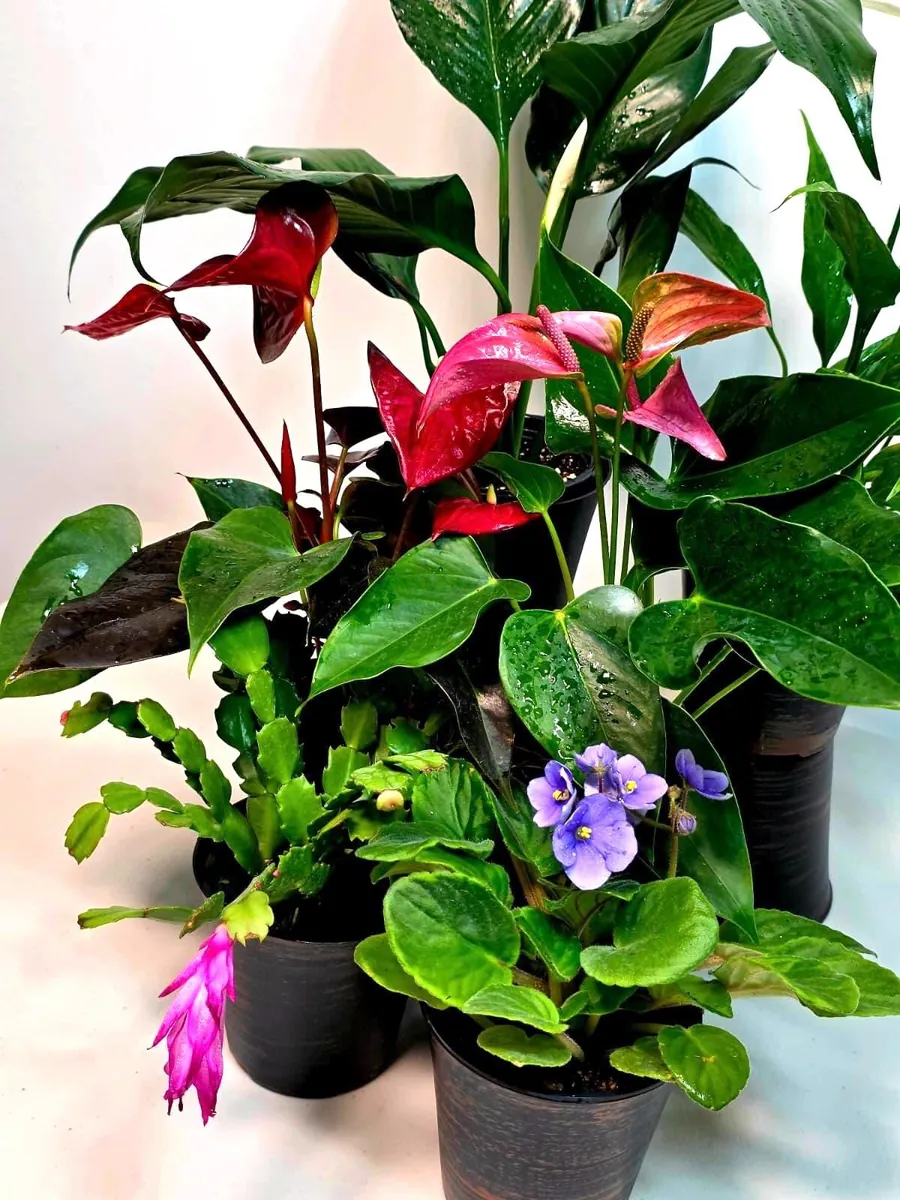 Assorted Indoor Flowering Plant Collection - Set of 4 Live Plants in 4 inch Pots - Home Decor & Gift Houseplant - Image 1