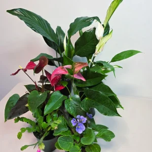 Assorted Indoor Flowering Plant Collection - Set of 4 Live Plants in 4 inch Pots - Home Decor & Gift Houseplant - Image 7