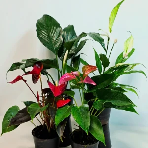 Assorted Indoor Flowering Plant Set - 4 Live Plants in 4-inch Pots - Gift Houseplant Collection - Image 4