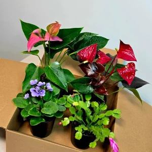 Assorted Indoor Flowering Plant Set - 4 Live Plants in 4-inch Pots - Gift Houseplant Collection - Image 6