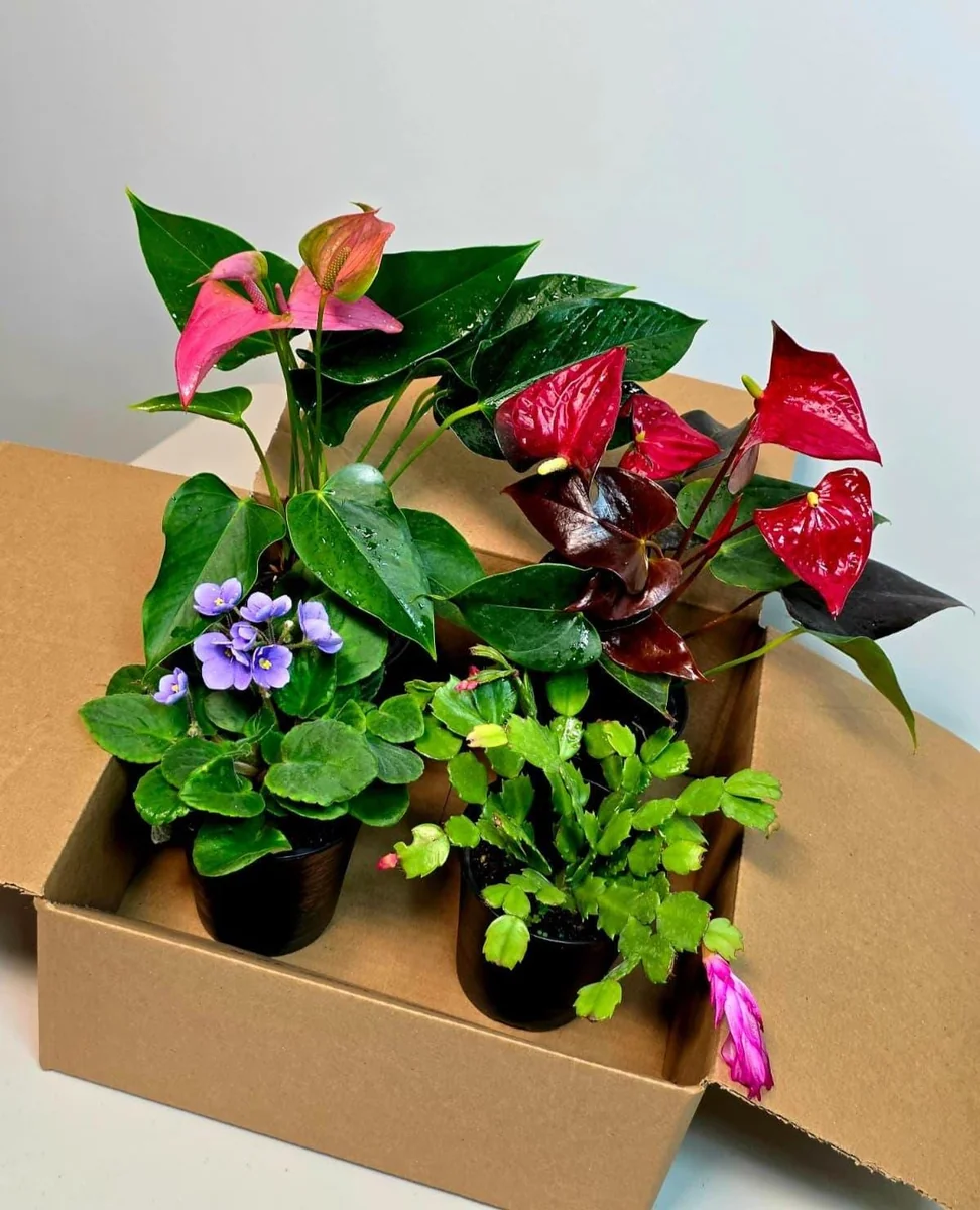 Assorted Indoor Flowering Plant Set - Live Houseplant Collection - 4 Plants in 4-inch Pots - Home Decor & Gift - Image 1
