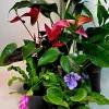 Assorted Indoor Flowering Plants – Set of 4 Live Plants – 4 inch Pot – Anthurium, African Violet, Holiday Cactus, Peace Lily - Image 1