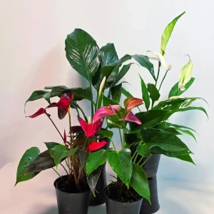 Assorted Indoor Flowering Plants – Set of 4 Live Plants – 4 inch Pot – Anthurium, African Violet, Holiday Cactus, Peace Lily - Image 2