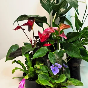 Assorted Indoor Flowering Plants – Set of 4 Live Plants – 4 inch Pot – Anthurium, African Violet, Holiday Cactus, Peace Lily - Image 5