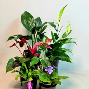 Assorted Indoor Flowering Plants – Set of 4 Live Plants – 4 inch Pot – Anthurium, African Violet, Holiday Cactus, Peace Lily - Image 8