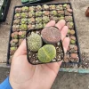 Assorted Lithops Live Plant - 2 inch Pot - Unique Succulent for Indoors - Image 1