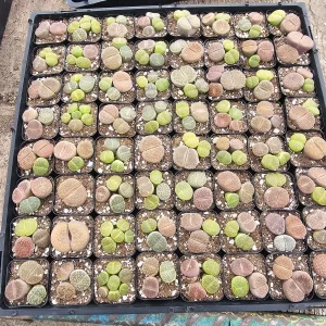 Assorted Lithops Live Plant - 2 inch Pot - Unique Succulent for Indoors - Image 2