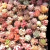 Assorted Mini Succulent Set - Live Plants for Indoor & Outdoor - Image 1