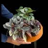 Assorted Peperomia Live Plant Set – 3 Plants in 4 inch Pots – Easy Care Indoor Houseplants - Image 1