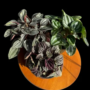 Assorted Peperomia Live Plant Set – 3 Plants in 4 inch Pots – Easy Care Indoor Houseplants - Image 3