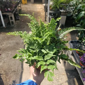 Assorted Potted Ferns Bundle – Live Houseplant – 6 inch Pot – Easy Care Indoor Plant - Image 2