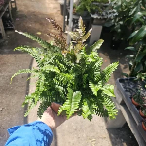 Assorted Potted Ferns Bundle – Live Houseplant – 6 inch Pot – Easy Care Indoor Plant - Image 3
