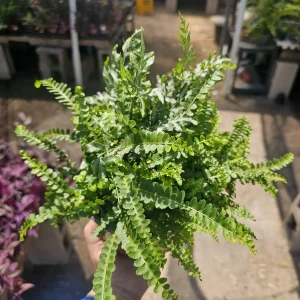 Assorted Potted Ferns Bundle – Live Houseplant – 6 inch Pot – Easy Care Indoor Plant - Image 1