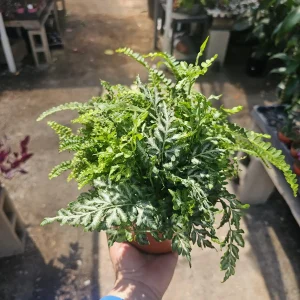 Assorted Potted Ferns Bundle – Live Houseplant – 6 inch Pot – Easy Care Indoor Plant - Image 4