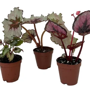 Assorted Rex Begonia Plants - 3 Live Plants, 2-inch Pots - Houseplant - Image 2