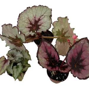Assorted Rex Begonia Plants - 3 Live Plants, 2-inch Pots - Houseplant - Image 1