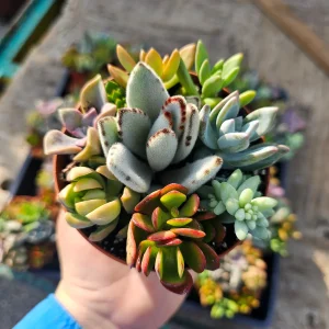 Assorted Succulent Combo Pot Live Plant | Host Gift | 4 inch Nursery Pot | Indoor - Image 3