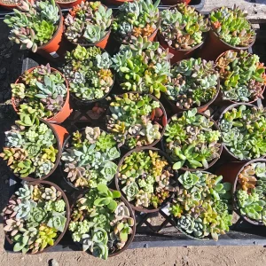 Assorted Succulent Combo Pot Live Plant | Host Gift | 4 inch Nursery Pot | Indoor - Image 5