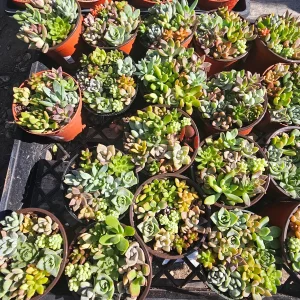 Assorted Succulent Combo Pot Live Plant | Host Gift | 4 inch Nursery Pot | Indoor - Image 7