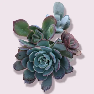 Assorted Succulent Cutting Set - Live Drought-Tolerant Plants for Indoor/Outdoor - Image 1