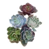 Assorted Succulent Cuttings Live Plant Set - Drought Tolerant Varieties - Image 1