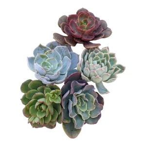Assorted Succulent Cuttings Live Plant Set - Drought Tolerant Varieties - Image 1