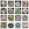 Assorted Succulent Live Plant Set - 6 inch Pot Varieties - Indoor/Outdoor - Image 1