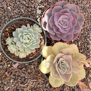 Assorted Succulent Live Plant Set - 6 inch Pot Varieties - Indoor/Outdoor - Image 2