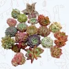 Assorted Succulent Live Plant Set - Drought-Tolerant Collection - Image 1