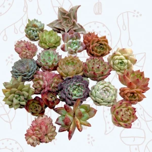 Assorted Succulent Live Plant Set - Drought-Tolerant Collection - Image 1