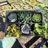 Assorted Succulent Sampler - 6 Pack Live Plants | 2in Pot | Party Favors - Image 1