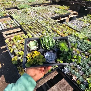 Assorted Succulent Sampler - 6 Pack Live Plants | 2in Pot | Party Favors - Image 2