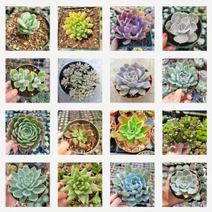 Assorted Succulent Set - Live Plants - 4 inch Pot Size - Indoor/Outdoor Drought Tolerant - Image 1