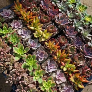 Assorted Succulents Live Plants Mystery Box - 2 inch Potted Succulents - Image 2